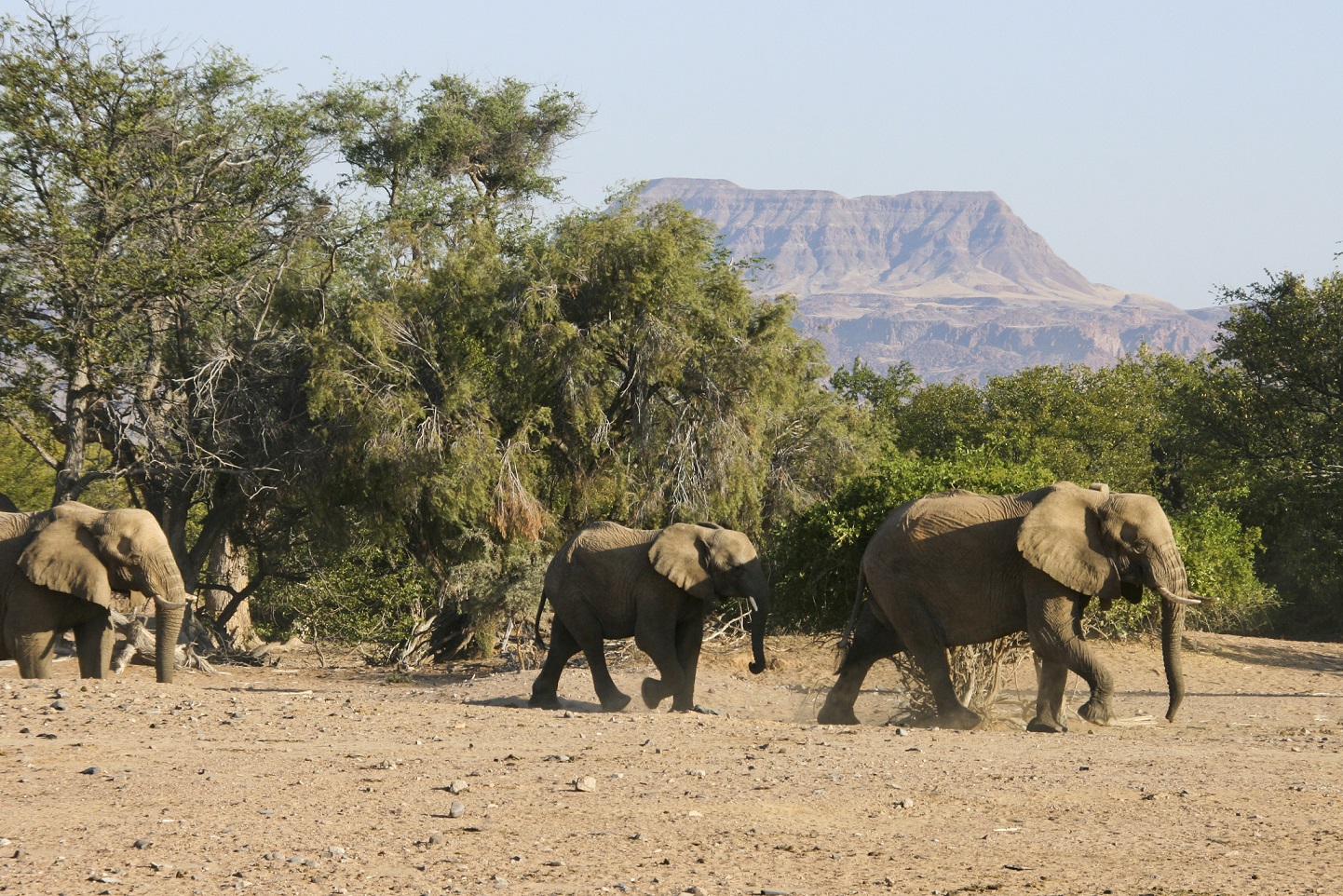 Leia mais sobre o artigo 5 motivos incríveis para viajar para Namíbia