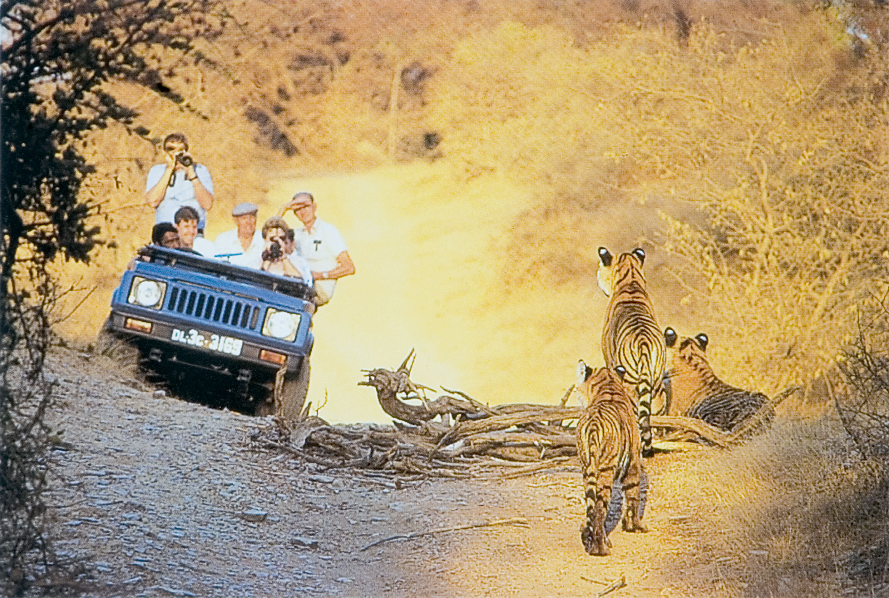 Leia mais sobre o artigo Confira 5 motivos para fazer um safari na Índia!