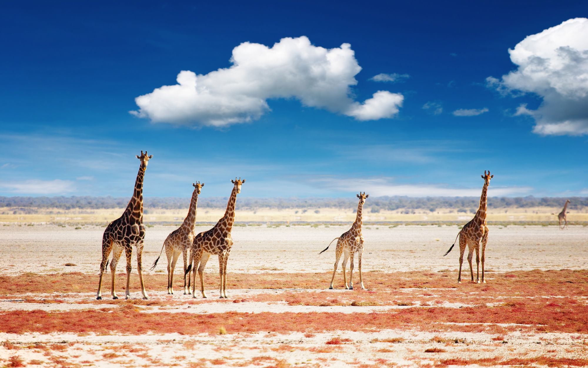 Você está visualizando atualmente Namíbia: saiba por que fazer pacotes de viagem para conhecer a região