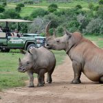 África do Sul - Rinocerontes