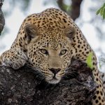 África do Sul - Leopardos