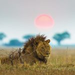 África do Sul - Leões