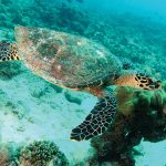 Ilhas Seychelles - Hawkbill Turtle - Travel Bureau