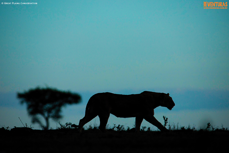 Leia mais sobre o artigo Kenya e Tanzânia – A natureza selvagem do leste