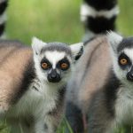 Madagascar - Asisten Travel