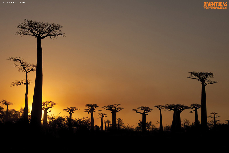 Você está visualizando atualmente Madagascar – Entre Lêmures e Boabás