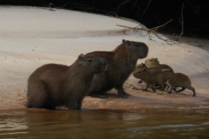 Capivaras no Pantanal