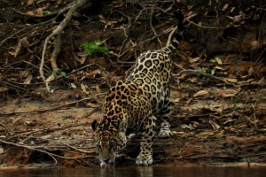 A hora da onça beber água, durante um Safari fluvial no Pantanal Matogrossensse