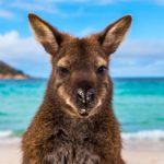 Turismo na Oceania: desvendando as belezas do outro lado do mundo