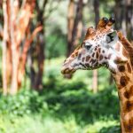 Pensando em viajar? 4 dicas sobre o que fazer no Quênia!