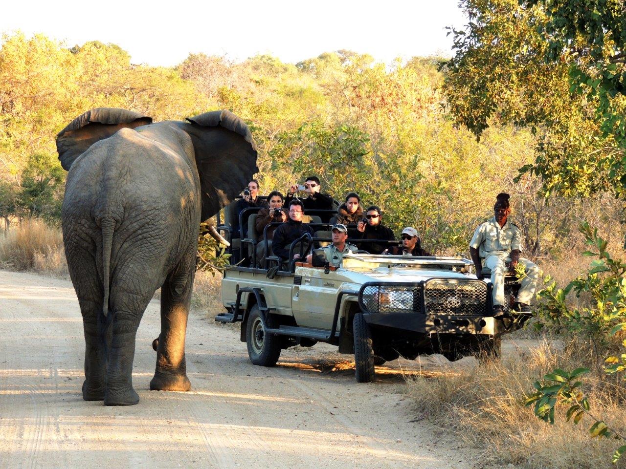Pacote de viagens para áfrica do Sul - confira-6-safaris-na-africa-que-voce-precisa-conhecer.jpeg