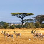 Turismo na África: 10 países imperdíveis que você precisa conhecer!