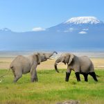 Kilimanjaro: saiba mais sobre essa viagem
