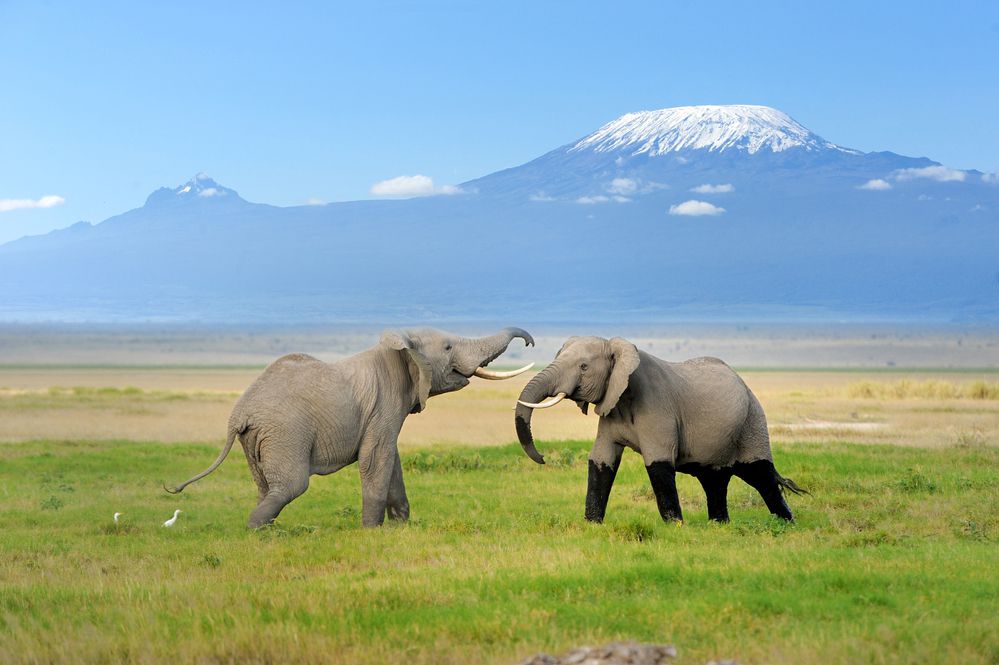 Read more about the article Kilimanjaro: saiba mais sobre essa viagem