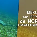 “Conta Tudo” sobre os Mergulhos em Fernando de Noronha