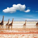 Namíbia: saiba por que fazer pacotes de viagem para conhecer a região