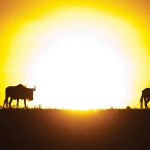 Kenya e Tanzânia - Mara Plains Camp - Wildlife - Great Plains Conservation