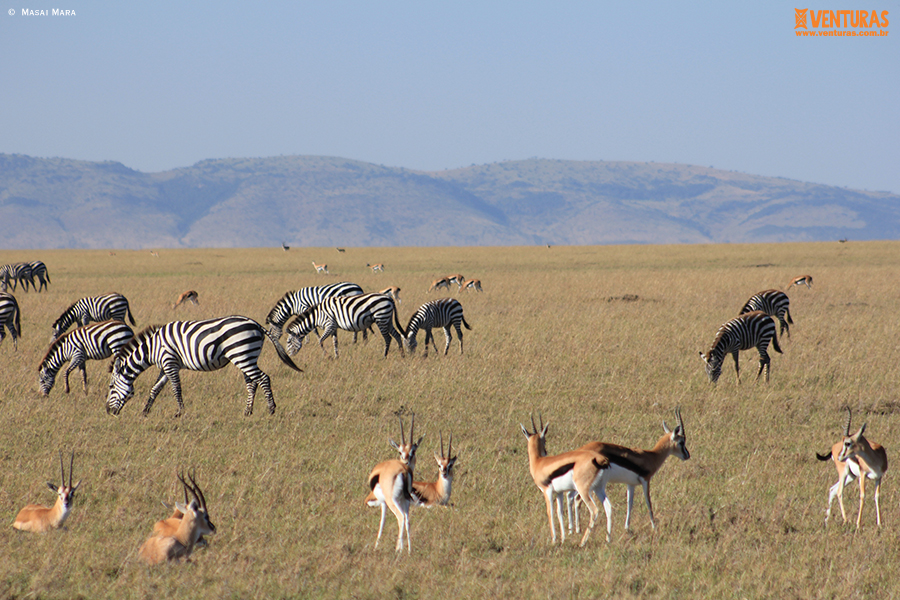 Quênia - Masai Mara