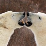 Canadá - Aurora Boreal - Ursos Polares