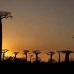 Madagascar – Entre Lêmures e Boabás