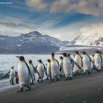 Antártida Quark expeditions The Global Nomads 12 150x150 - Antártida: por que conhecer esse lugar incrível