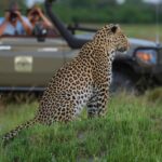 Safári na África: a emoção de encontrar com os animais selvagens