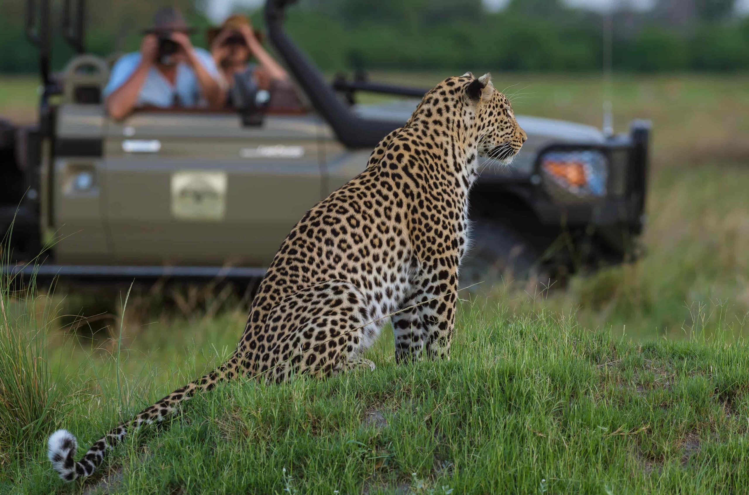 Leia mais sobre o artigo Safári na África: a emoção de encontrar com os animais selvagens