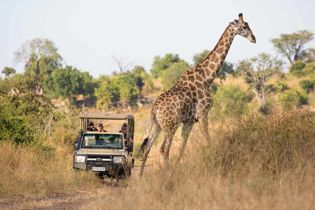 safari na africa